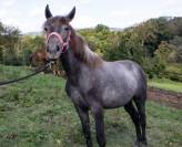poney connemara D 2 ans sport pleins papiers