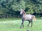 poney connemara D 2 ans sport pleins papiers