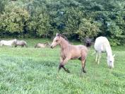 Poulain 1 an pleins papiers connemara