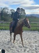 Jument Pur sang arabe 