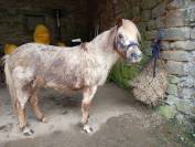 A vendre shetland hongre OC &ndash; 12 ans