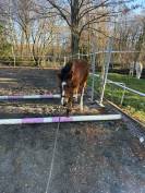 Poulain poney fran&ccedil;ais de selle 