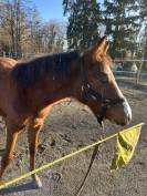 Poulain poney fran&ccedil;ais de selle 
