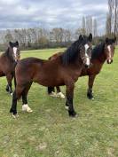 Poulain 2 ans - Futur Etalon par Movie Star Tilia 