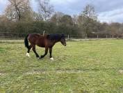 Poulain 2 ans - Futur Etalon par Movie Star Tilia 