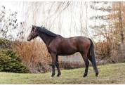 Hongre 6ans pur-sang 