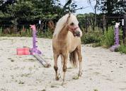 Poney welsh entier