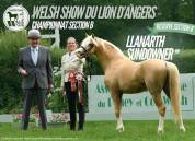 Poney welsh entier