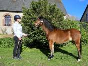 Ponette welsh pony