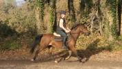 Ponette welsh pony