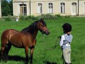 Ponette welsh pony