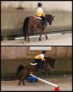 Ponette welsh pony
