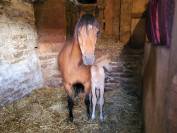 Ponette welsh pony