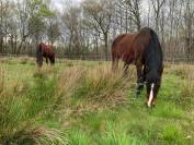 Recherche cavali&egrave;re 