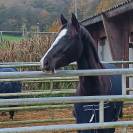 KALINDJA DE VENDIE Ponette D