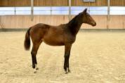 Filly (2025) I'm Special de Muze x Toulon x Ramiro z