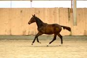 Filly (2025) I'm Special de Muze x Toulon x Ramiro z