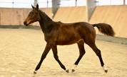 Filly (2025) I'm Special de Muze x Toulon x Ramiro z