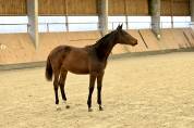 Filly (2025) I'm Special de Muze x Toulon x Ramiro z