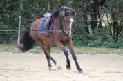 Poney D 5 ans pr&ecirc;t Pelite pour As a terme.