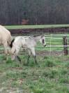Poulain connemara part bred lign&eacute;e CSO Isabelle