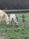 Poulain connemara part bred lign&eacute;e CSO Isabelle