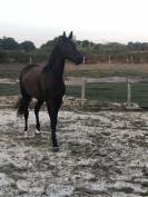 A vendre, pouliche 3ans 3/4