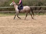 Jument SELLE FRANCAIS 5ans
