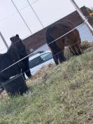 Shetland, d&eacute;bourr&eacute; 