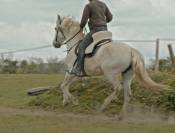 Jument ONC espagnole 15 ans 