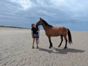 Hongre pour travail &agrave; pied ou m&eacute;diation animale 