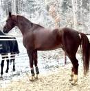 Hongre 7ans dressage