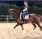 Hongre 7ans dressage