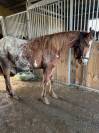 Chesnut appaloosa&overo-stallion 2024-baloubet du rouet
