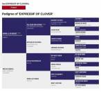 Chesnut appaloosa&overo-stallion 2024-baloubet du rouet