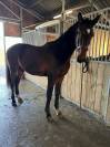 Entire KWPN Dutch Warmblood For sale 2024 Dark Bay