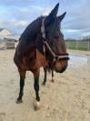 Entire KWPN Dutch Warmblood For sale 2024 Dark Bay