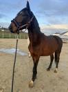 Entire KWPN Dutch Warmblood For sale 2024 Dark Bay