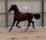 Entire KWPN Dutch Warmblood For sale 2024 Dark Bay