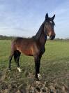 Entire KWPN Dutch Warmblood For sale 2024 Dark Bay