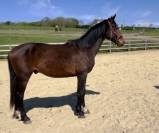 Entire KWPN Dutch Warmblood For sale 2024 Dark Bay
