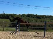 Magnifique KWPN CSO/CCE/DRESSAGE