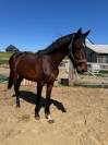Magnifique KWPN CSO/CCE/DRESSAGE