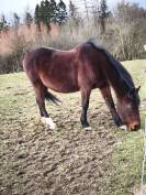 Jument a confi&eacute;e pour compagnie