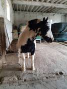 Hongre Irish Cob