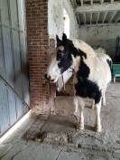 Hongre Irish Cob
