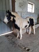 Hongre Irish Cob