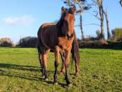 Plume de Kernevez, juillet 2025, pouliche PP PRE baie