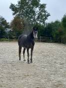 Jument z - Camille c - 2020