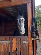 Jument z - Camille c - 2020